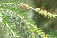 Melaleuca armillaris